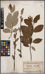 Foto von Salix caprea L.